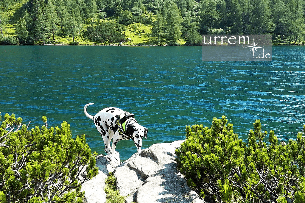 Urlaub mit Hund in Österreich ist eine wunderbare Familienreise!