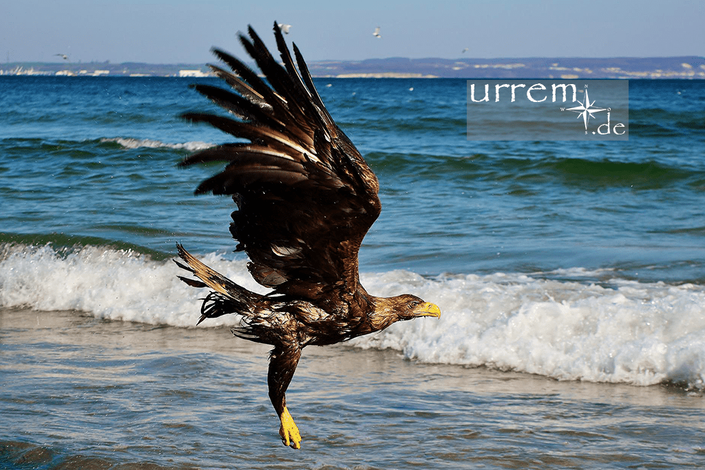 Litauen - Adler an der Ostsee Küste - Baltikum - Baltic Sea