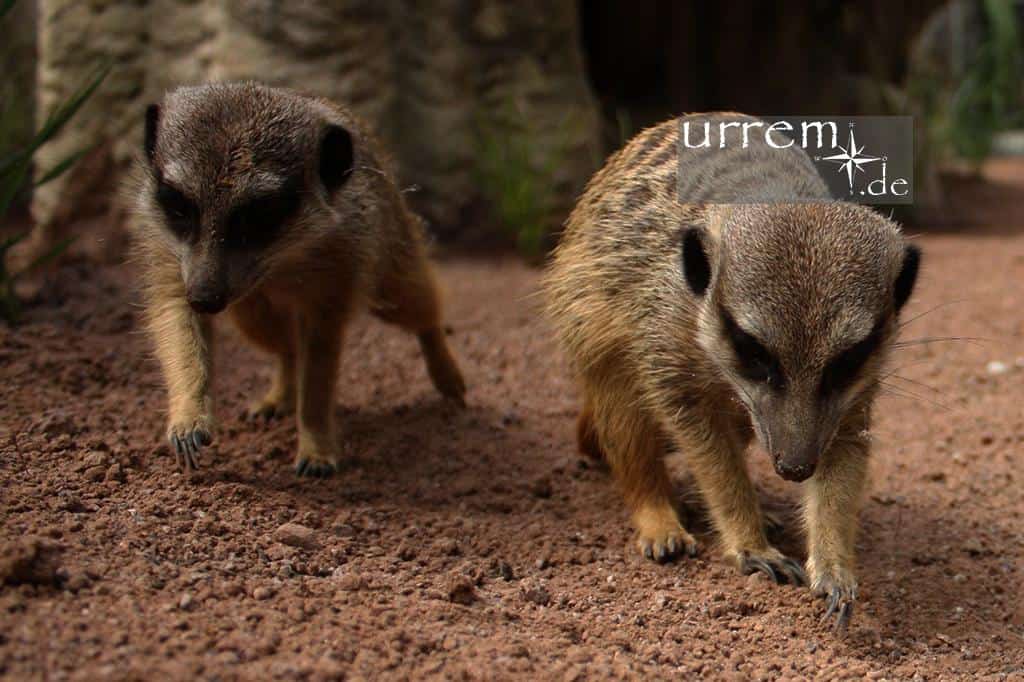 Die Erdmännchen sind ein Besuchermagnet im Tierpark Hellabrunn - Zoo München Die Erdmännchen sind ein Besuchermagnet im Tierpark Hellabrunn - Zoo München