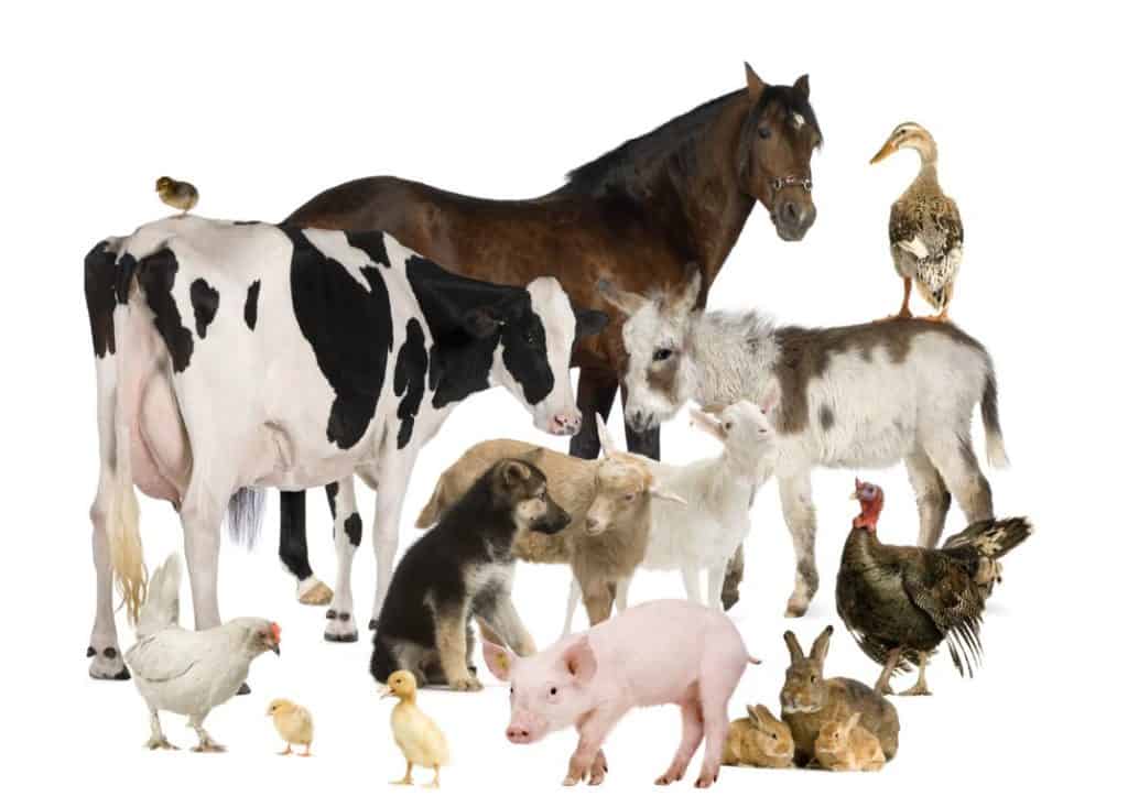 Urlaub auf dem Bauernhof - hier finden Kinder viele Tiere