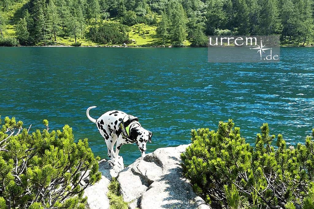 Urlaub mit Hund in Österreich ist eine wunderbare Familienreise! Urlaub mit Hund in Österreich ist eine wunderbare Familienreise!
