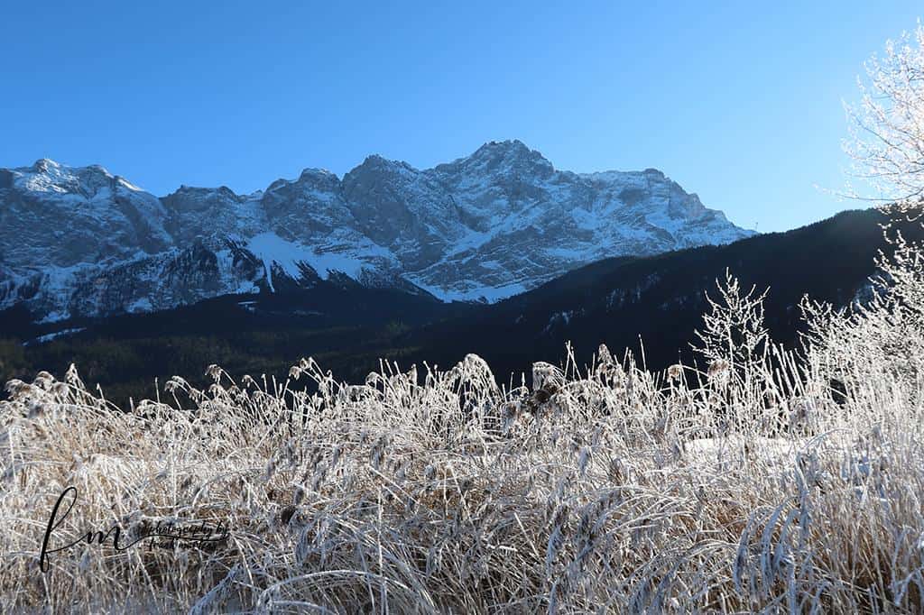 Bei einem winterlichen Rundgang am See - gefrorenes Schilf und die Berge mit der Zugspitze im Hintergrund Bei einem winterlichen Rundgang am See - gefrorenes Schilf und die Berge mit der Zugspitze im Hintergrund