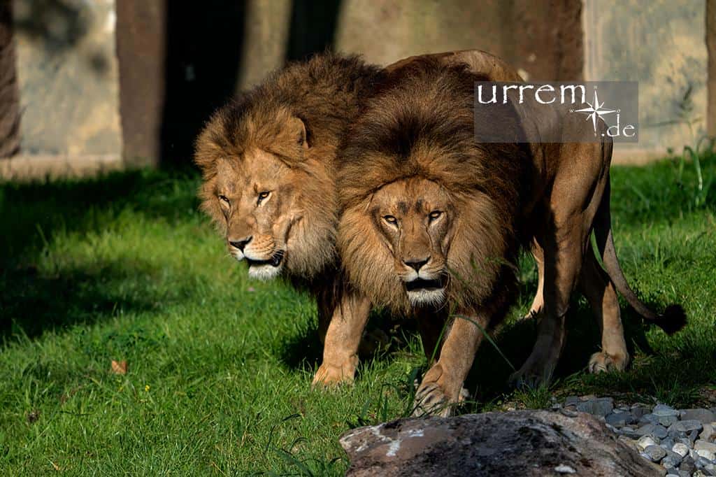 Zoo Hellabrunn, Löwenanlage Geozone Afrika. Areal bietet für die beiden Löwen Max und Benny. Zoo Hellabrunn, Löwenanlage Geozone Afrika. Areal bietet für die beiden Löwen Max und Benny.